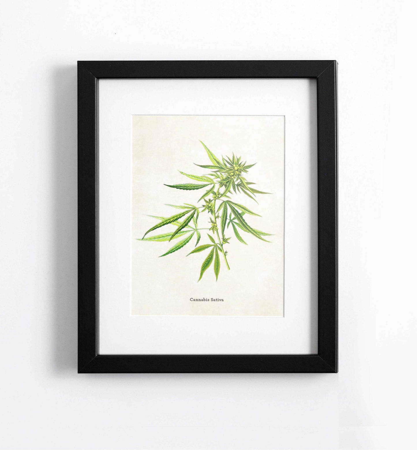 botanical cannabis print