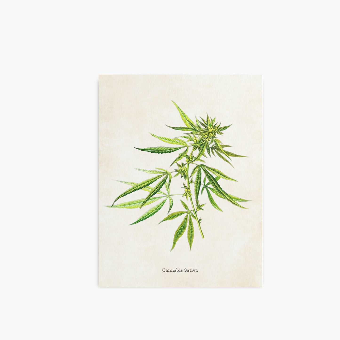 botanical cannabis print